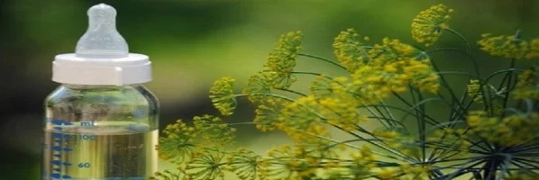 чай от копър за лечение и за отслабване