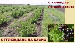 отглеждане на касис в България