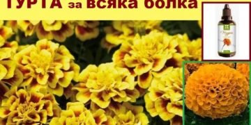 билката турта за лечение