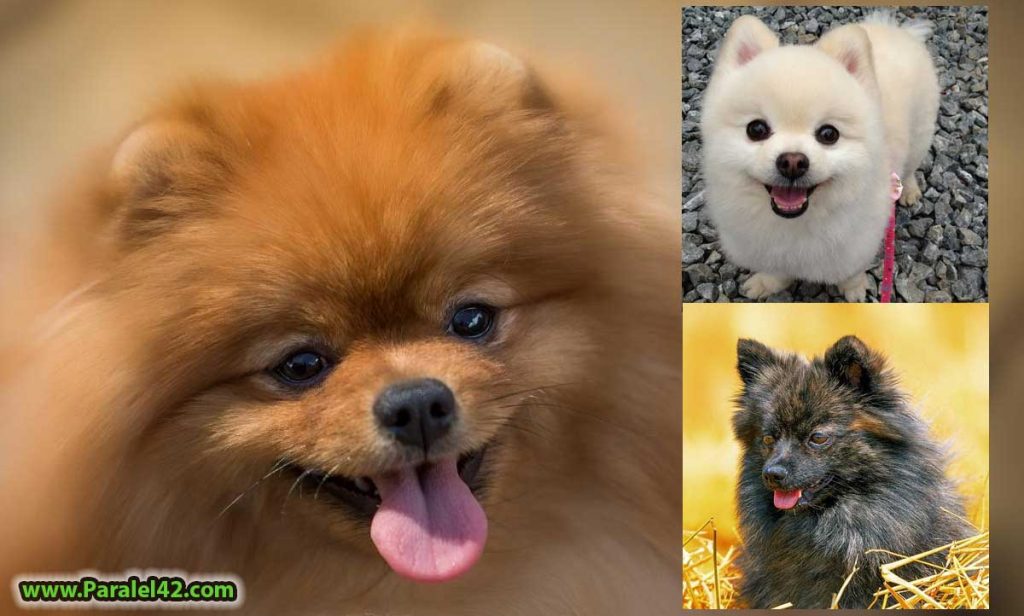 мини померан подарявам, развъдник, отглеждане