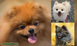 мини померан подарявам, развъдник, отглеждане