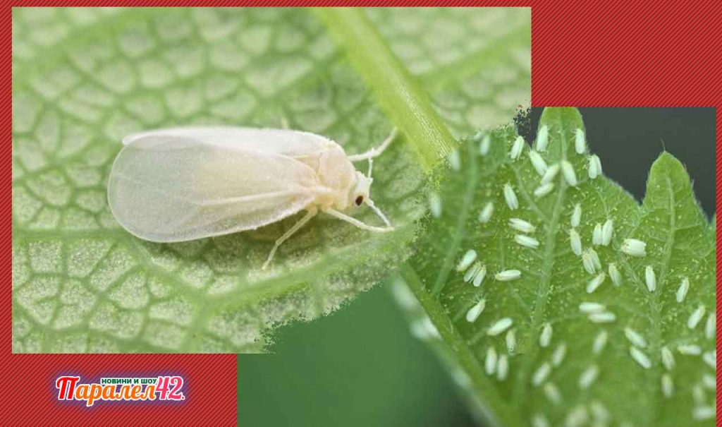 Белокрилка - 01