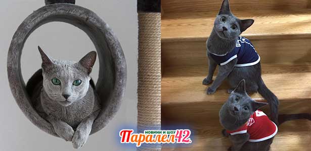 10 руска синя котка 01