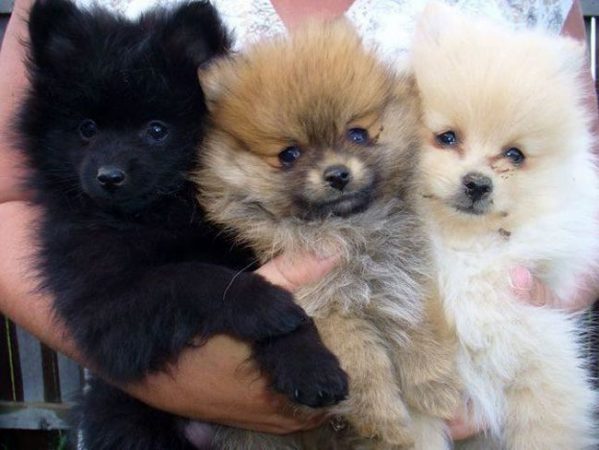 Мини шпиц, кучета