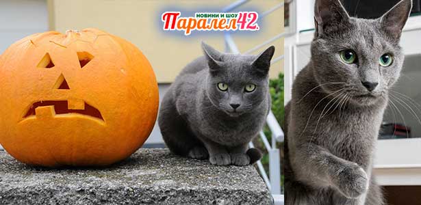 07 руска синя котка 01