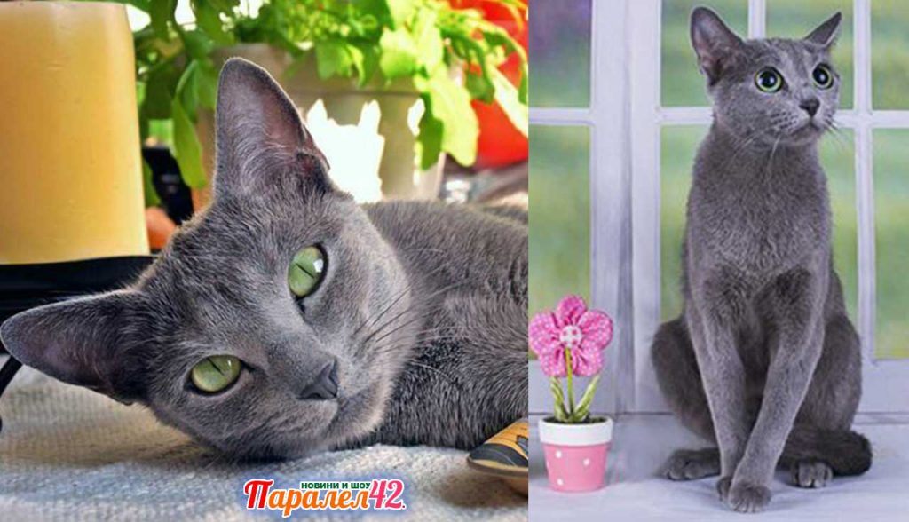 05 руска синя котка 01