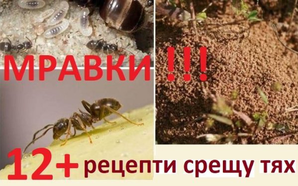 Борба с мравките в кухнята и др.