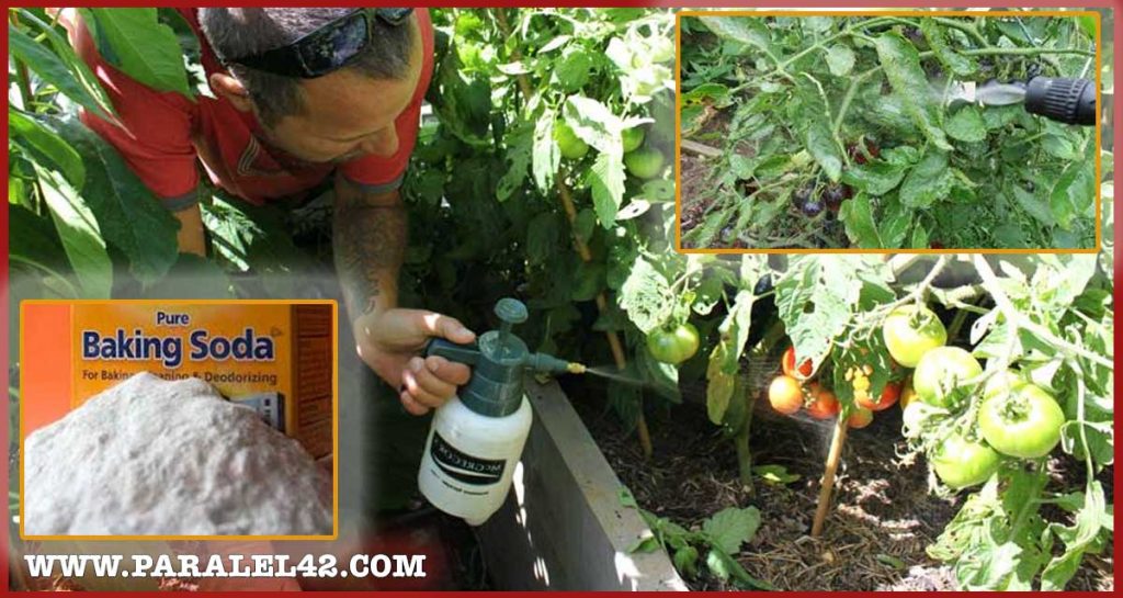 Пръскане на домати със сода