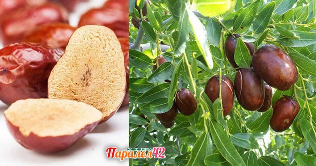 Как се яде хинап правилно? Какви ползи има от него? Цена на пресен и сушен хинап на килограм, на дръвче от разсадник. 