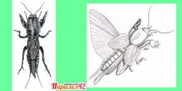 С какво да унищожа попово прасе? Отрова Би 58, каква доза се слага.