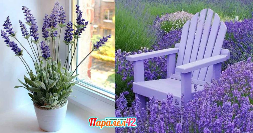 Отглеждане на лавандула в саксия
