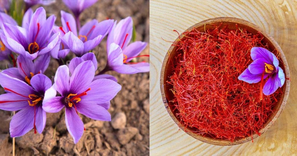 За какво се използва шафрана. 10+ рецепти и идеи