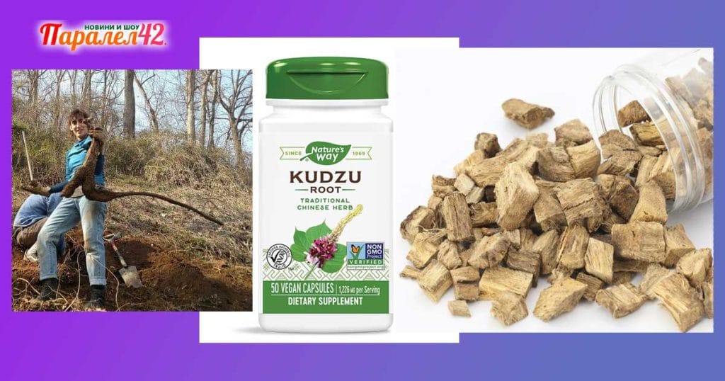Кудзу корен: Подробен анализ на употреба, мнения и странични ефекти. Противопоказания.