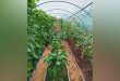 Отглеждането в оранжерии се превърна в изключително популярен метод поради множеството ползи, които носи за земеделието