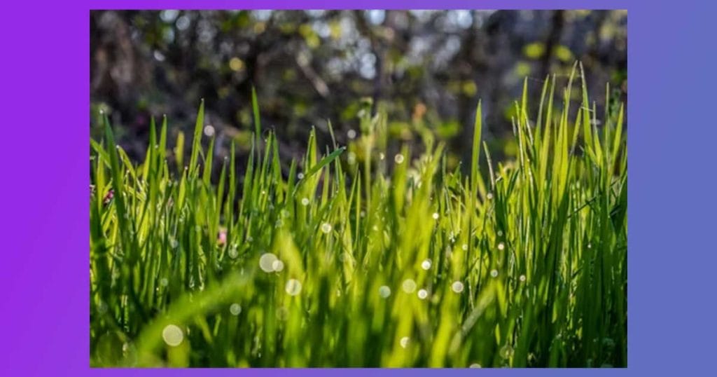 Един от най-ефективните и времеспестяващи начини за косене на трева е използването на тракторна косачка.