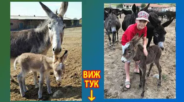 Мнения от читатели: Магарешко мляко на таблетки или истинско? Личният ми опит с магарешкото мляко – защо избрах живия продукт