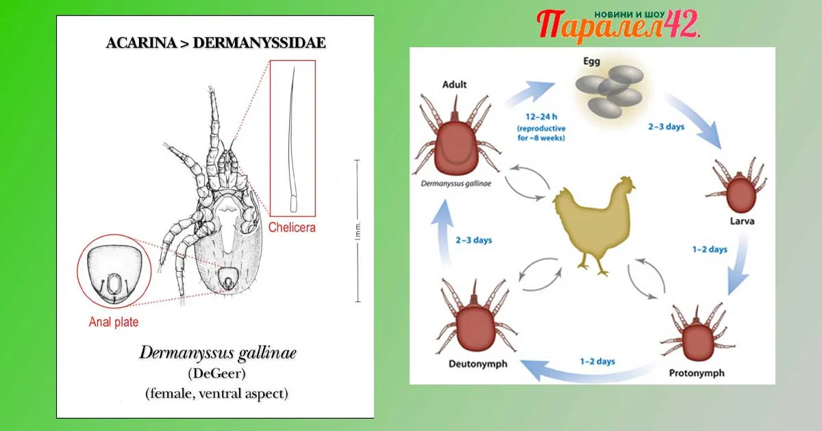 Бабини илачи за кокошинки по човек и по кокошките. Нафта, чесън, сяра. Какво убива кокошинките? Препарат. Опасни ли са за хората? Айкън