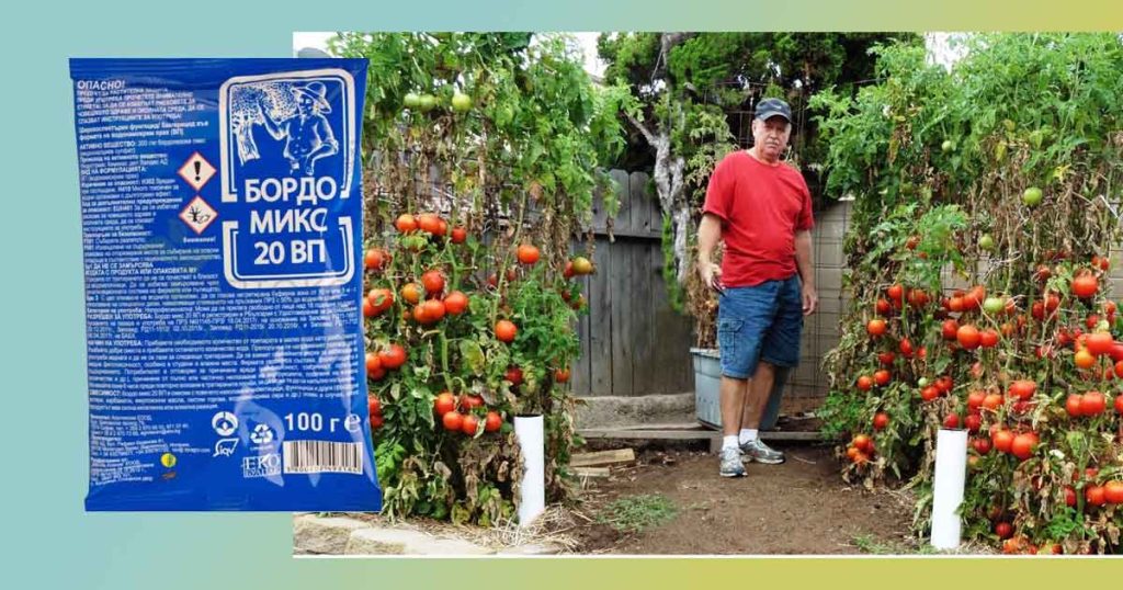 Кога се пръска с Бордо Микс. За 10 литра дозировка. Карантинен срок. с Акарзин. Как се разтваря? Зимно пръскане. Заместители: Акарзин, Топсин, Купроцин, Фунгуран, Дитан, СКОР.