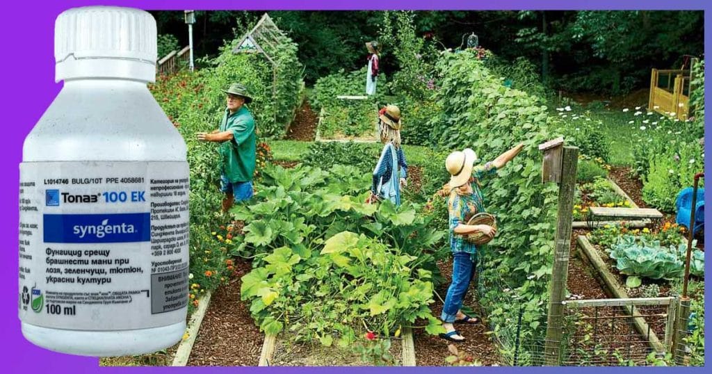 Скор или Топаз? Мнения за препарата фунгицид Топаз 100 ЕК. Дозировка: Колко Топаз се слага на 10 литра вода?. Съчетанието